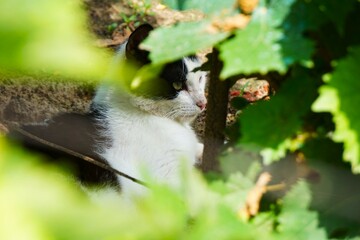 Młody kocur odpoczywa w cieniu liści. Kot domowy schował się w winoroślach. Uroczy kotek spogląda przed siebie.