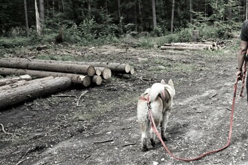 Akita Inu idzie na smyczy w lesie. Młody pies spaceruje w lesie na długiej smyczy. Piękna Akita widoczna z daleka wśród lasu i ściętych drzew. Smycz, pies, ścięte drzewa i las w tle.