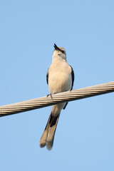 Cenzontle standing on a wire and singing