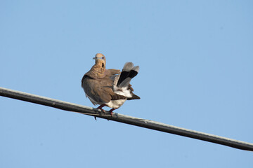 White-winged domestic pigeon standing on a wire with blue sky background - obrazy, fototapety, plakaty