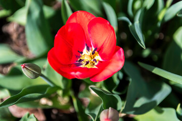 Tulpe