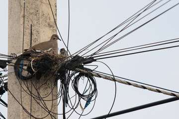 Pigeon living in the middle of wire caos