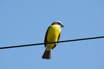 Xtakay bird standing on a wire