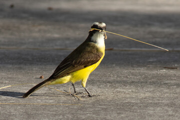 Xtakay bird taking a branch with his beak