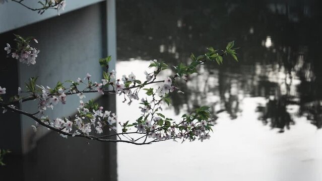 桜を背景に揺れるユキヤナギ　8k撮影後に4kで書き出し。