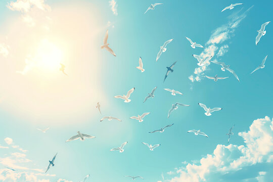 Seagulls flying in the blue sky with sun. Bird background
