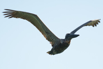 Pelican with open wings flying