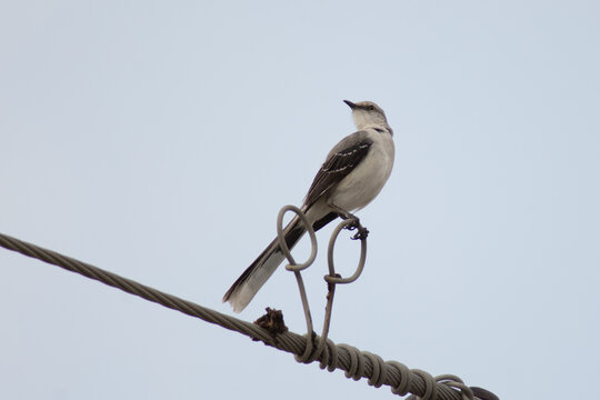 Beautiful cenzontle bird standing on a wire