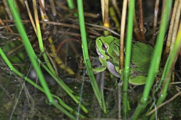 Laubfrösche (Hyla arborea) bei der Paarung