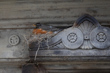 american robin nest on historical building - 779132354