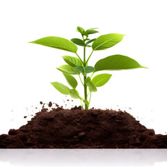 Small green plant growing from the soil isolated on white background