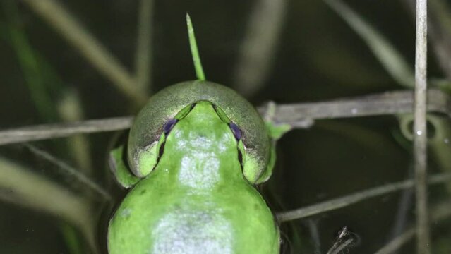 Rufender Laubfrosch (Hyla arborea) im Tümpel mit Froschkonzert