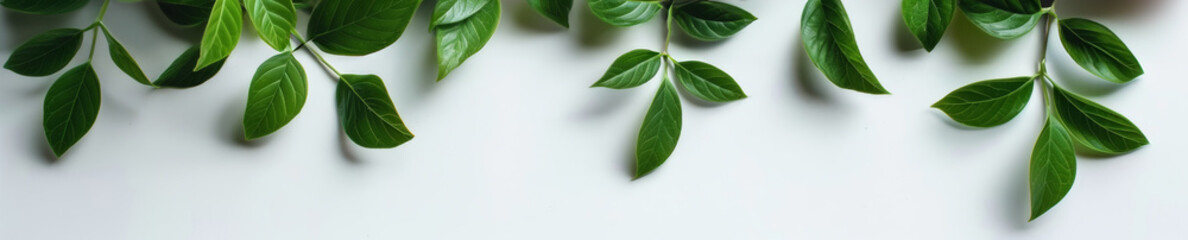 Obraz premium Banner with Scattered Green Leaves on White Surface with Natural Shadows.