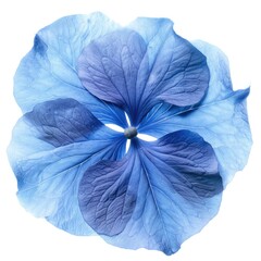 Close-up shot of a blue flower on a plain white background. Suitable for various design projects