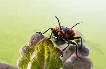 Makroaufnahme der Gemeinen Feuerwanze (Pyrrhocoris apterus) auf einem Blatt des Gundermann