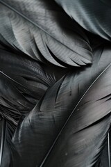 Close up of a bunch of black feathers, suitable for various design projects