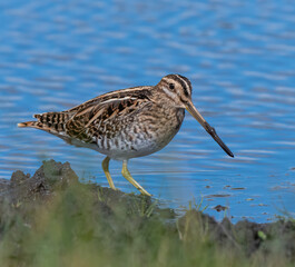 Commoon Snipe at water