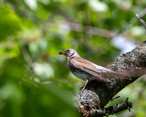 Fieldfare with food in his beak