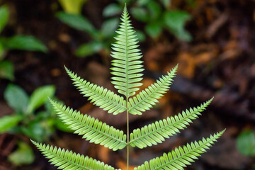 Jungle leaves background. Natural green fern wallpaper. Forest of ferns. Landscape background with bushes of dark green fern in the coniferous forest after rain. The feeling of silence, calm and relax