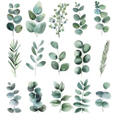 Beautiful watercolor illustration of eucalyptus leaves and branches. Perfect for botanical prints or nature-themed designs