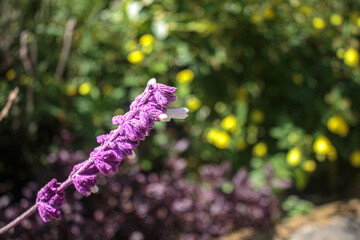 La bella flor morada del bosque