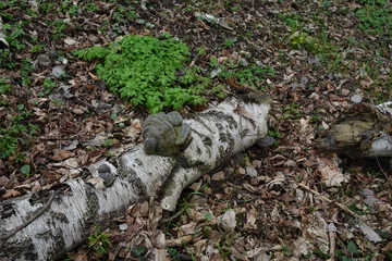 Tuinposter fallen birch trees in a spring forest © wiha3