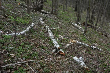 Fotobehang fallen birch trees in a spring forest © wiha3