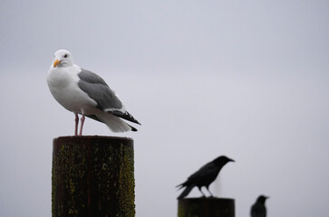 A seagull on a wooden dock post with two crows in the background on Vancouver Island in Cowichan Bay, British Columbia, Canada