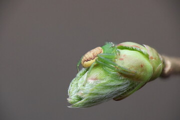 Eurasian Green Crab Spider (Diaea dorsata)