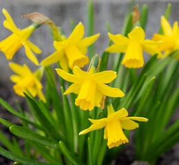 Spring flower yellow Narcissus in the garden - 779142343