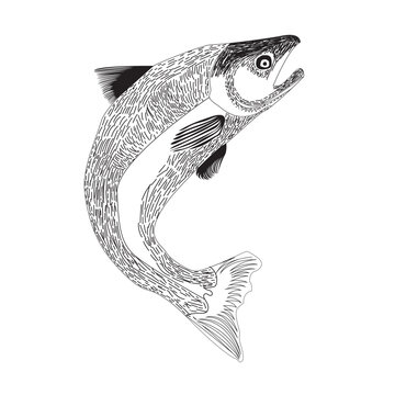 jumping salmon sketch on white background clip art preview