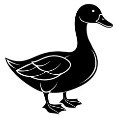 duck