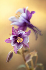 Wiosenne kwiaty - Orliki. - 779145191