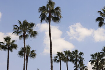 Palm trees in the downtown of Marrakech - 779145547