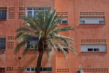 Palm trees in the downtown of Marrakech - 779145571