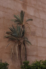 Palm trees in the downtown of Marrakech