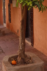 Tree in a street of Marrakech, Morocco - 779145727