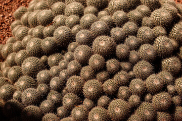 close up of a cactus - 779145958