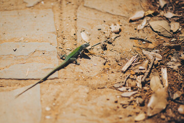 The European green lizard or Lacerta viridis sunning during a warm spring day.