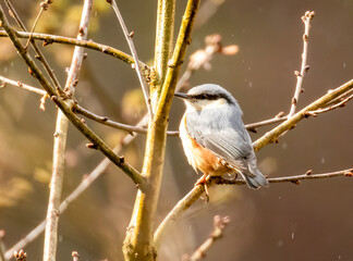 Close up of a beautiful nuthatch bird in the Scottish Borders