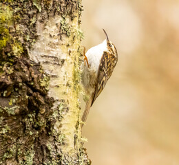 Tree creeper bird foraging for bugs in the bark of a tree trunk