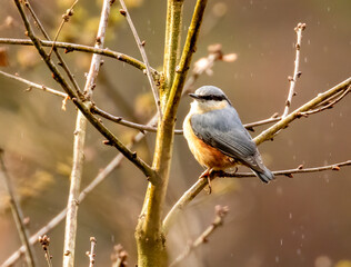 Close up of a beautiful nuthatch bird in the Scottish Borders