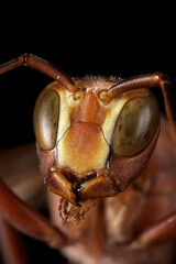 A closeup of a Red Wasp, Polistes sp.