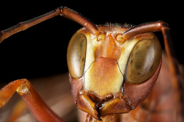 A closeup portrait of a Red Wasp, Polistes sp.