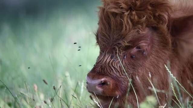 Closeup of the head of a Scottish highlander calf during daytime in the summer with flies on his face. Broekpolder Vlaardingen, The Netherlands.