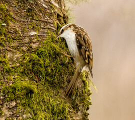 Tree creeper bird foraging for bugs in the bark of a tree trunk