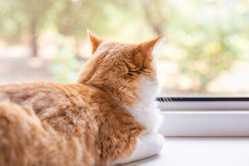 red fluffy cat lies on the windowsill and looks out the window, the cat's thoughts