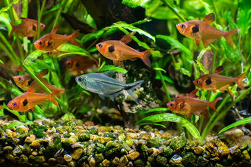 Close-up of a group of red ghost fish (Hyphessobrycon sweglesi) and tetra costa (Moenkhausia sanctae) swimming in an aquarium against a blurred background. - 779148931