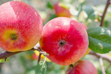 red apples on an apple tree branch, close-up. Delicious healthy fruits. Growing fruits in the garden