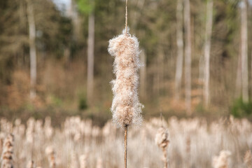 Sch&ouml;ne bl&uuml;hende Rohrbremse, Schilfkolben, Binse vor einem See